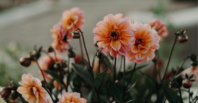 Initial Consultations for Women